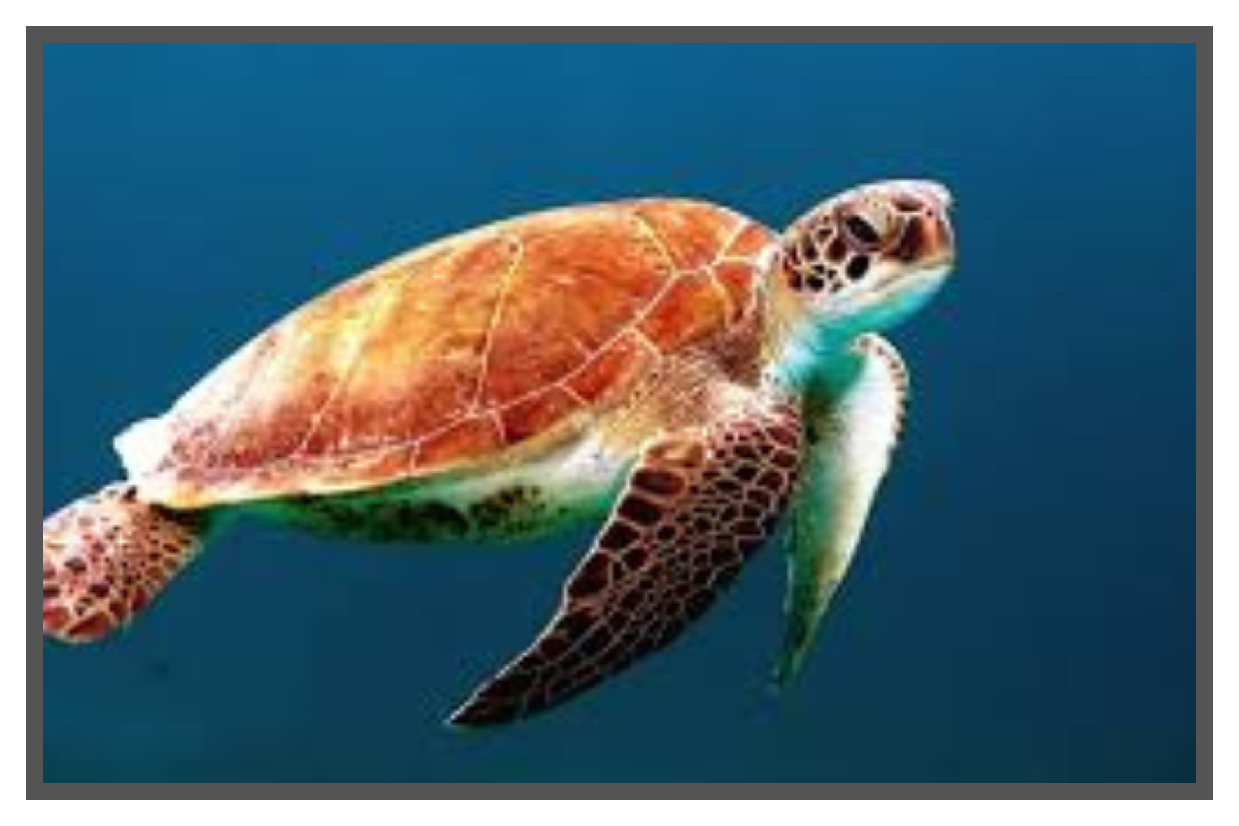 loggerhead