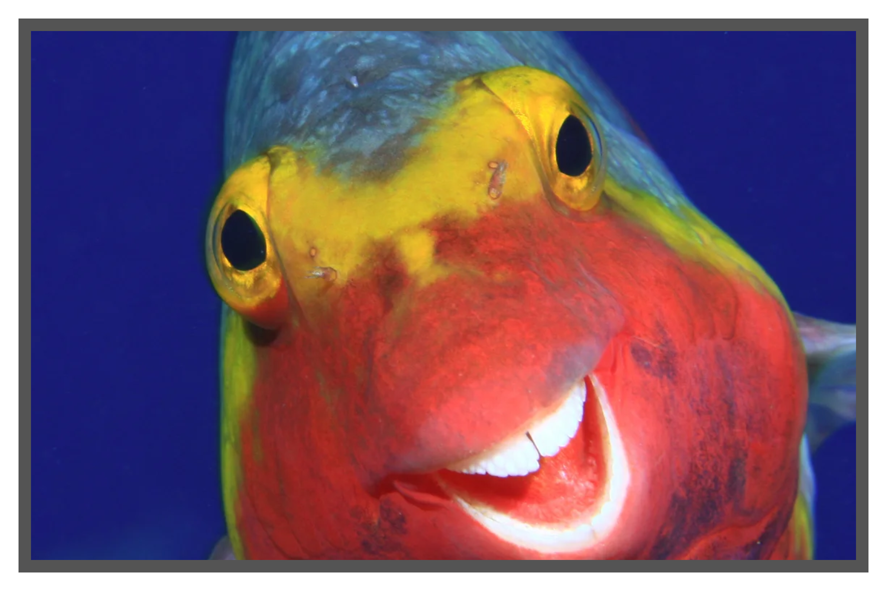 parrotfish